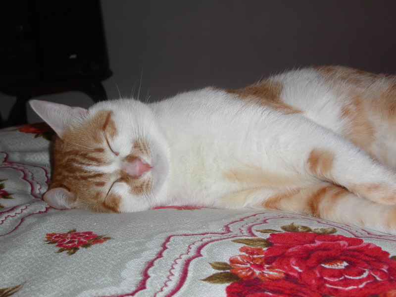 PICT0071.jpg