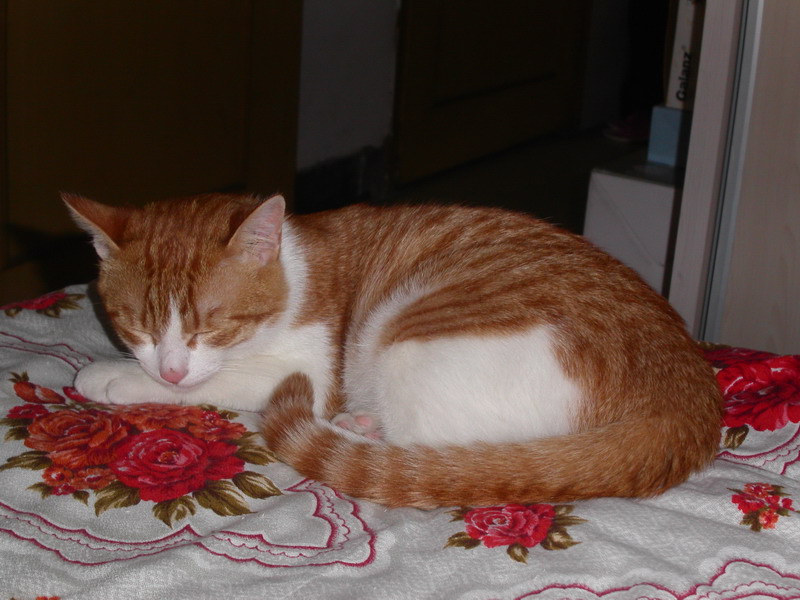 PICT0085.jpg