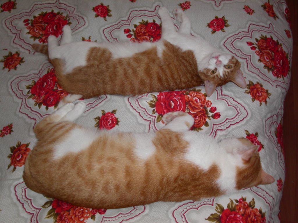 PICT0824.JPG