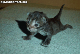 fu.gif