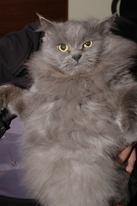 eagle 1 - cat.jpg