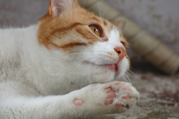 DSC_5635_s.JPG