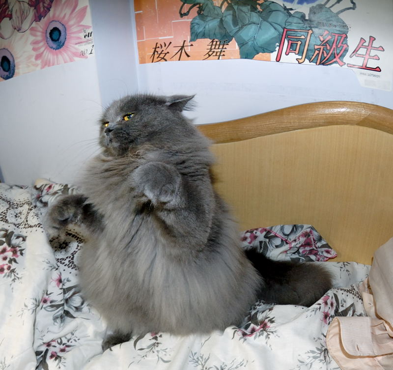 cat_027.jpg