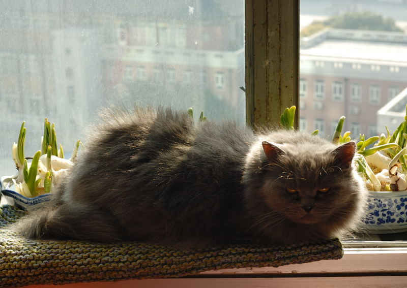 cat_031.jpg