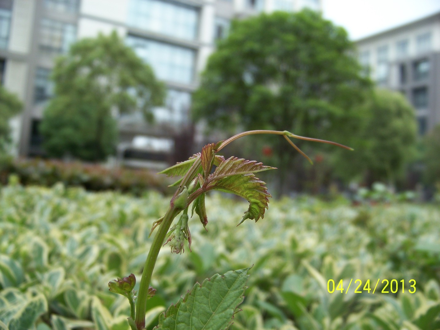 100_0175.JPG