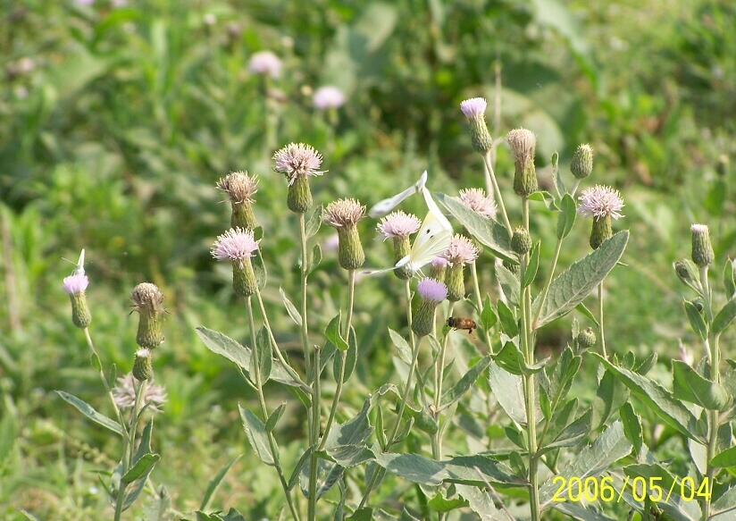 Image00006.jpg