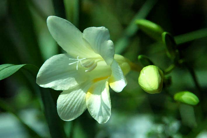 flower.jpg