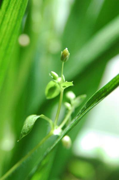 Grass.jpg