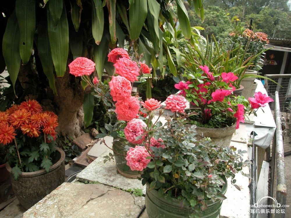 DSCN0523.jpg