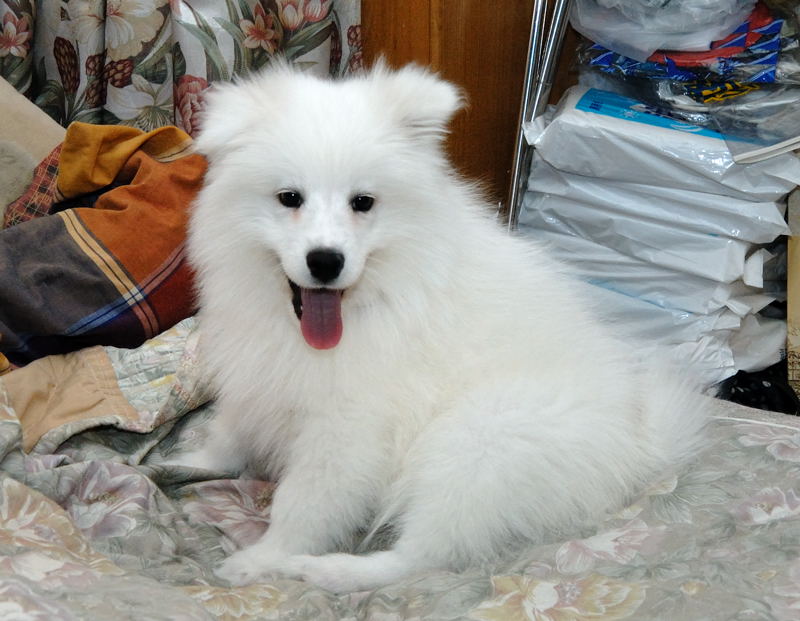 dog001.jpg
