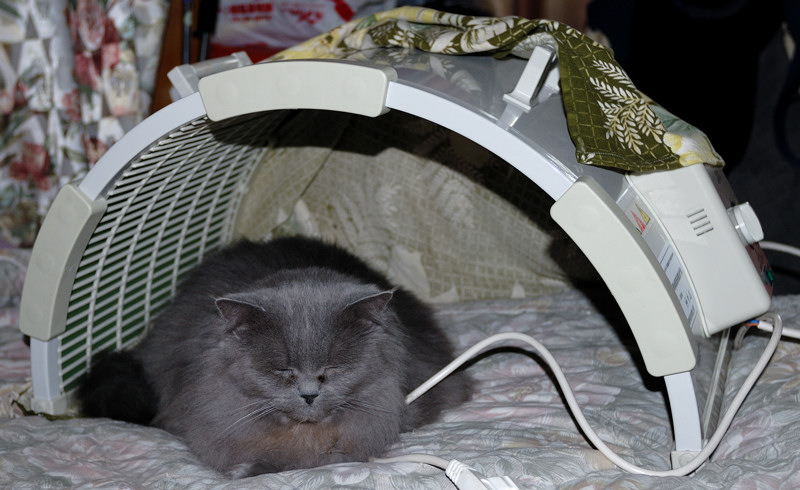 cat_036.jpg